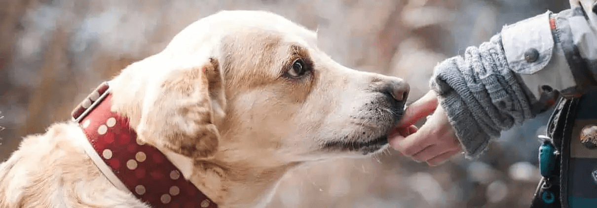 Is Germany a pet-friendly country?