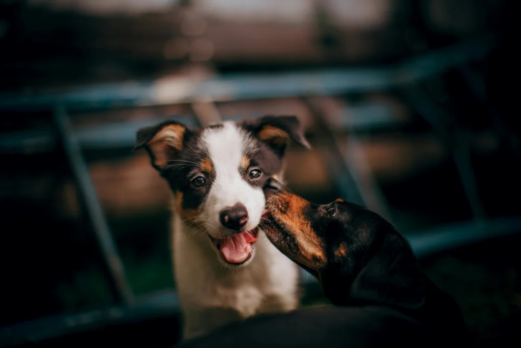 Will I be allowed to bring my pet to Germany?